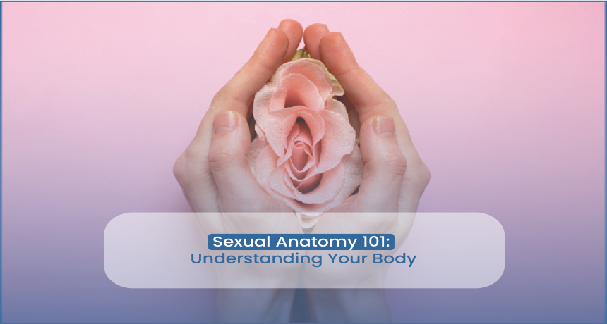 Sexual Anatomy 101 Understanding Your Body